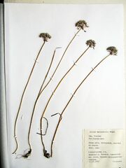 Allium maximowiczii