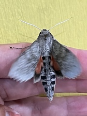 Erinnyis ello encantada