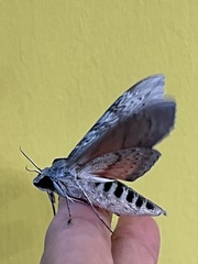 Erinnyis ello encantada