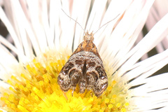 Tebenna gnaphaliella