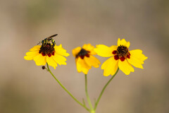 Philanthus ventilabris