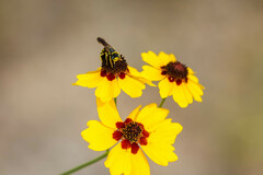 Philanthus ventilabris