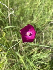 Callirhoe digitata