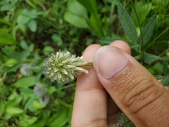 Trifolium eriocephalum