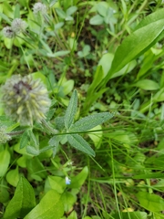 Trifolium eriocephalum