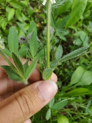 Trifolium eriocephalum