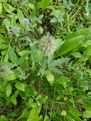 Trifolium eriocephalum