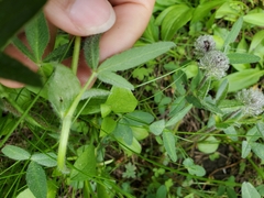 Trifolium eriocephalum