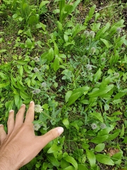 Trifolium eriocephalum