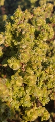 Maireana pyramidata