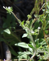 Allophyllum integrifolium