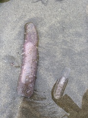 Pyrosoma
