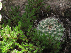 Mammillaria wagneriana