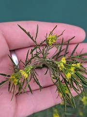 Descurainia sophioides