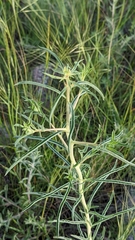 Oenothera nuttallii