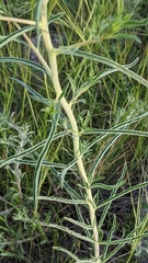 Oenothera nuttallii