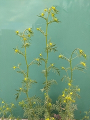 Descurainia sophioides