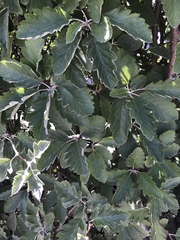 Scandosorbus intermedia