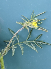 Descurainia sophioides