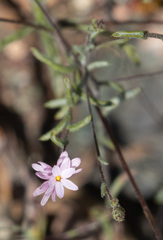 Lessingia micradenia micradenia