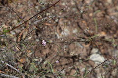 Lessingia micradenia micradenia
