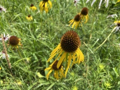 Echinacea paradoxa