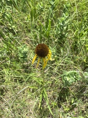 Echinacea paradoxa