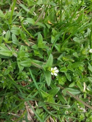 Cerastium pumilum
