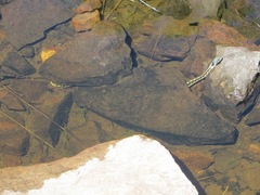 Thamnophis cyrtopsis cyrtopsis