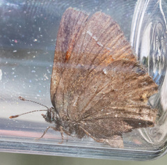 Callophrys muiri