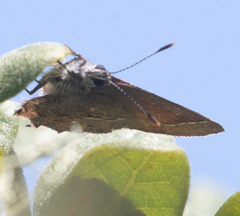 Callophrys muiri
