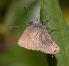 Callophrys muiri