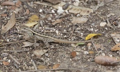 Sceloporus variabilis