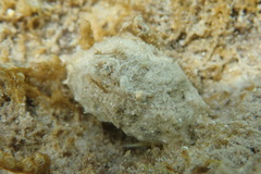 Calappa galloides