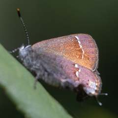 Callophrys muiri
