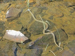 Thamnophis cyrtopsis cyrtopsis