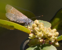 Callophrys muiri