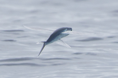 Cheilopogon melanurus