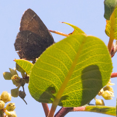 Callophrys muiri