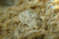 Calappa galloides