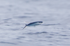 Cheilopogon melanurus