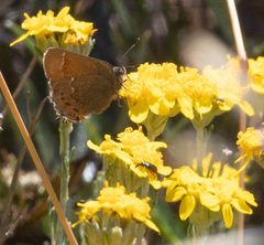Callophrys muiri