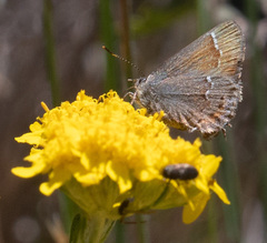 Callophrys muiri