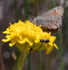 Callophrys muiri