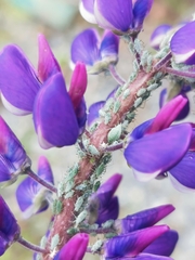 Macrosiphum albifrons