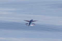Exocoetidae