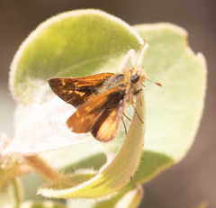 Ochlodes agricola