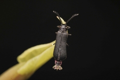 Omethidae