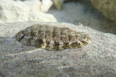 Chiton tuberculatus