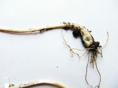 Allium maximowiczii